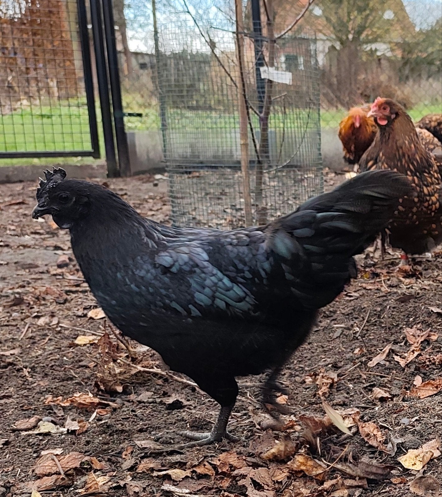 Trio Hennen: Cream Legbar, Marans & Ayam Cemani (3 Kleuren), Plusieurs animaux, Poule ou poulet