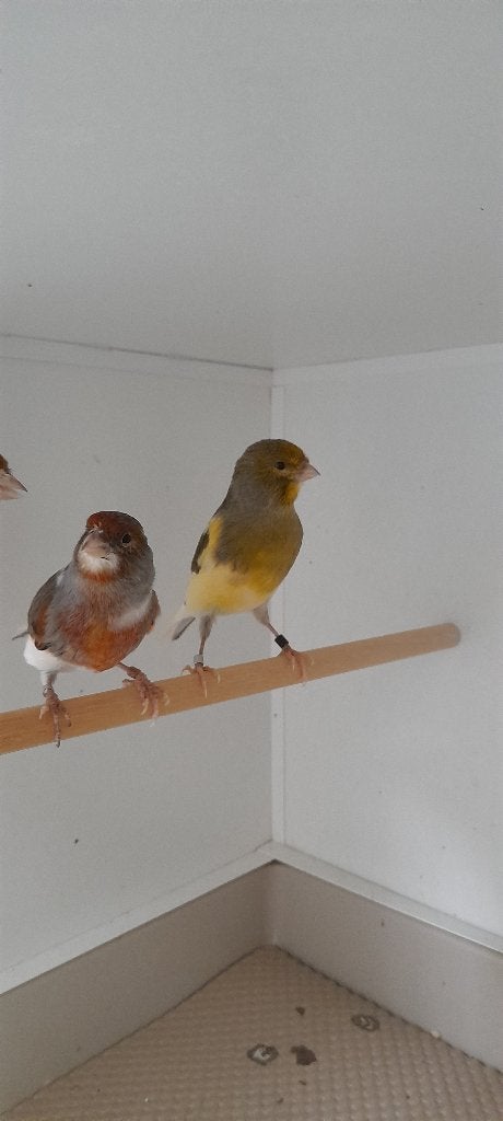 KANARIES, Dieren en Toebehoren, Vogels | Kanaries