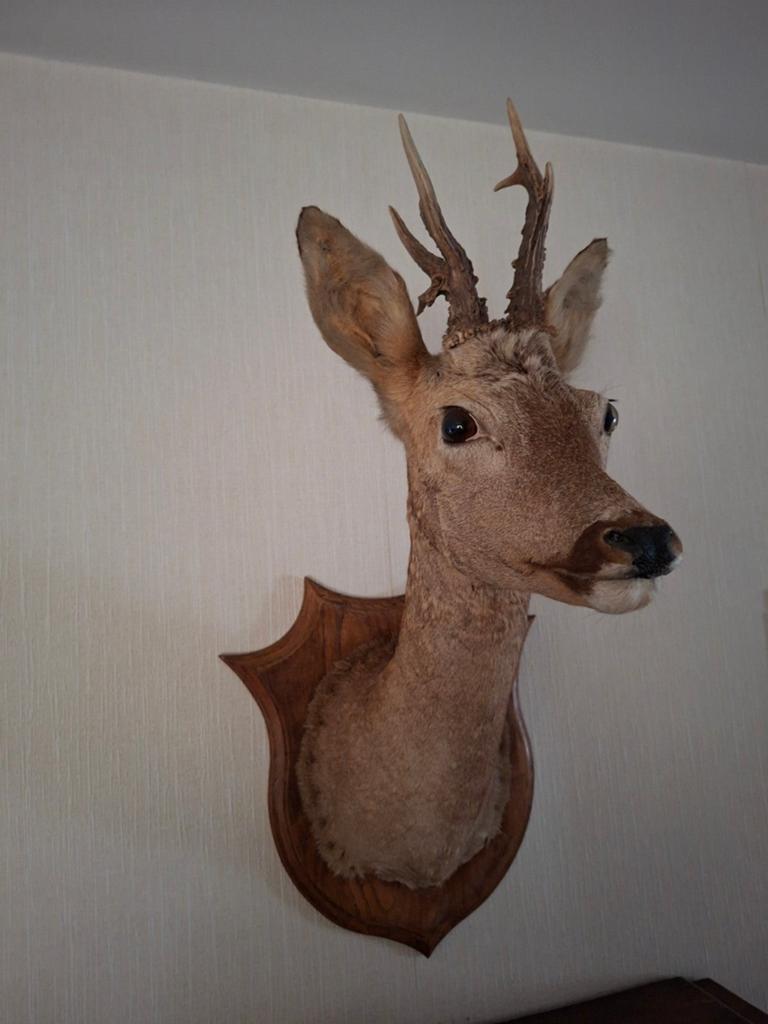 Taxidermie Reebok gewei kop, Verzamelen, Dierenverzamelingen, Ophalen