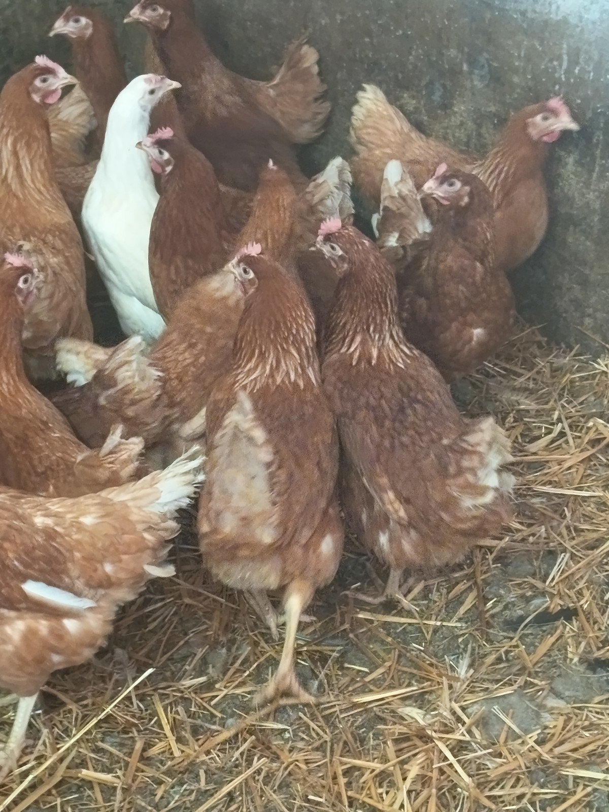 poules pondeuses, Femelle, Poule ou poulet