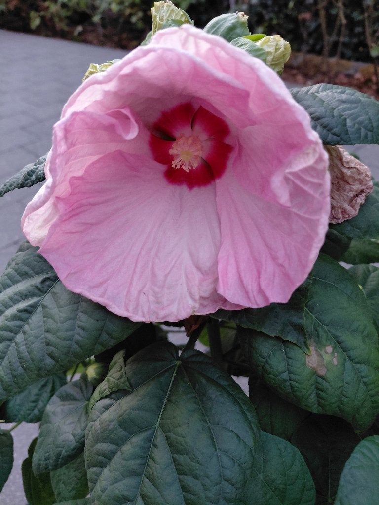 HIbiscus Moscheutos, Jardin & Terrasse, Enlèvement