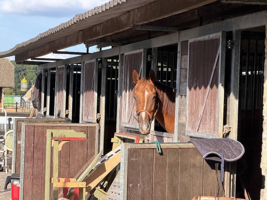 Te koop: lieve en veelzijdige ruin, Dieren en Toebehoren, Paarden, Met stamboom, Ruin, Niet van toepassing, 3 tot 6 jaar
