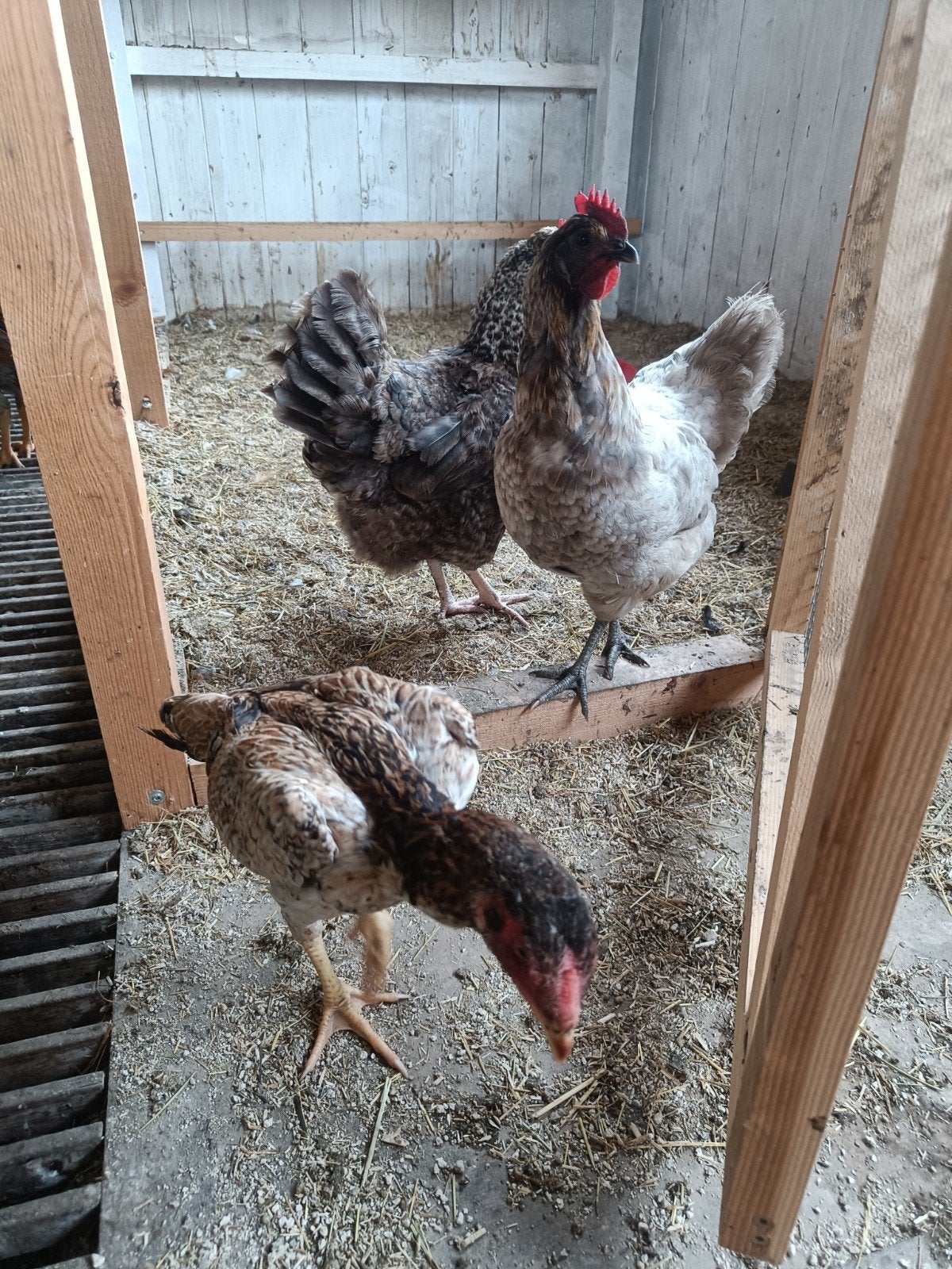 beaux jeunes poulets