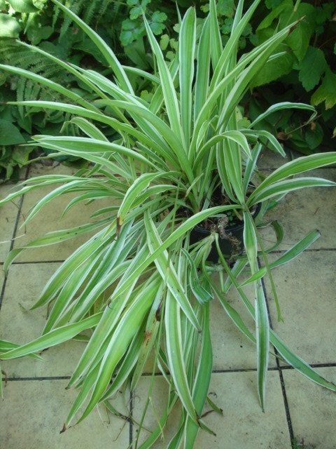 Graslelie Chlorophytum Comosum Variegatum, Ophalen, Overige soorten, Halfschaduw, In pot