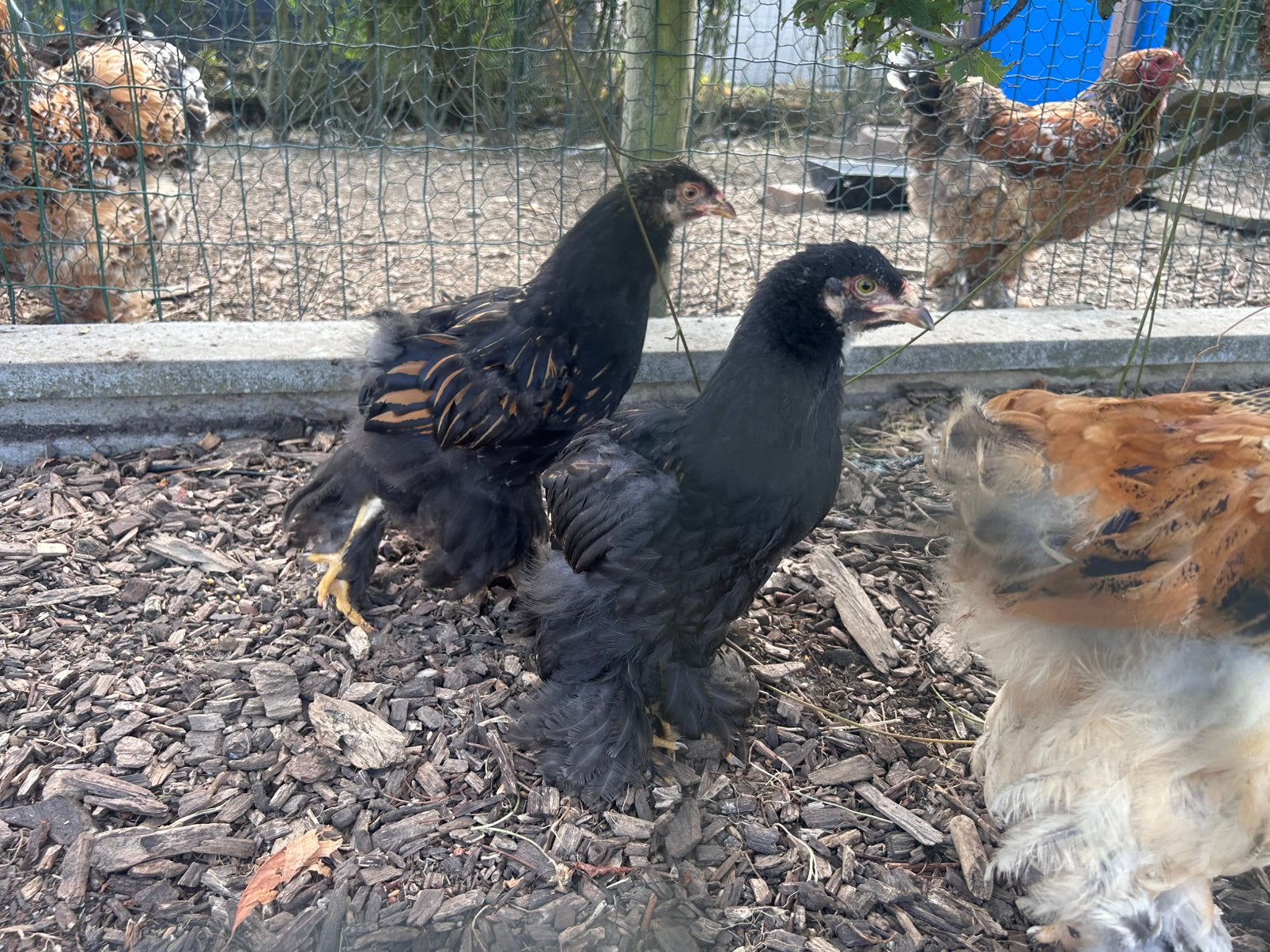 Poussins Brahma, Plusieurs animaux, Poule ou poulet
