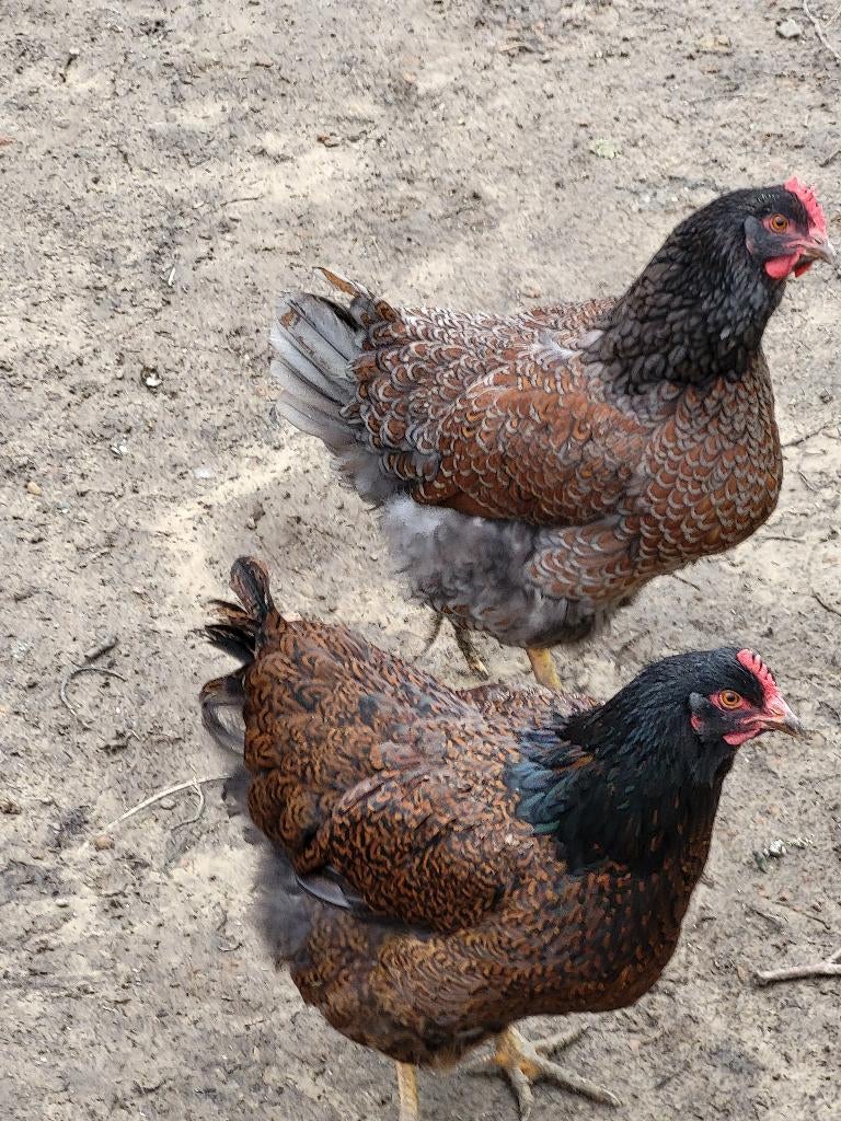 Broedeieren van Barneverder, Dieren en Toebehoren, Pluimvee, Geslacht onbekend, Kip