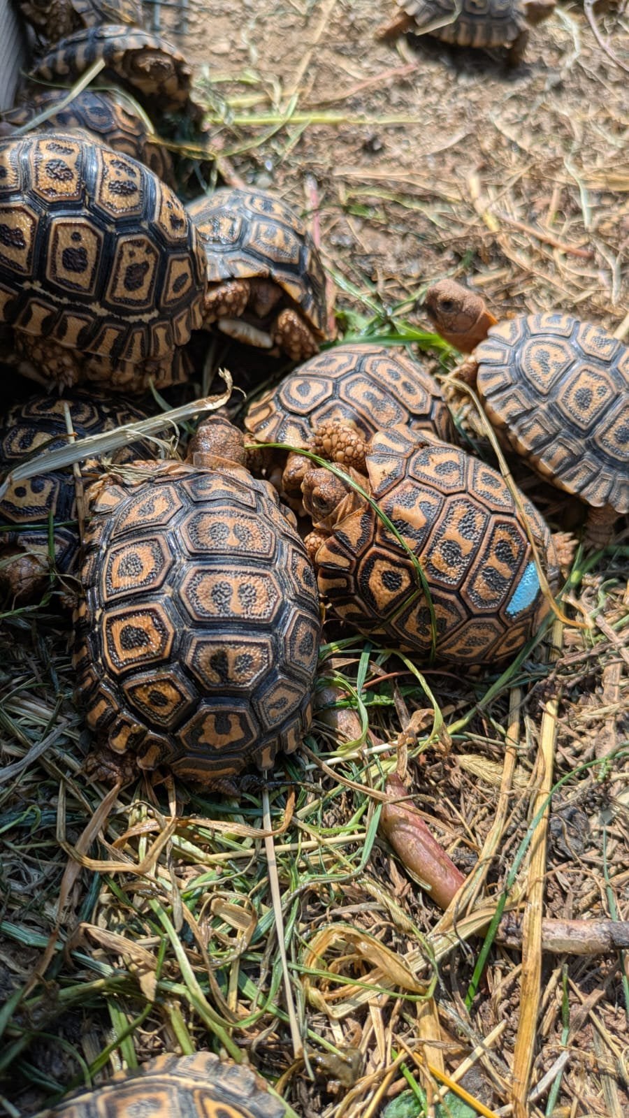 Tortue Pardalis pardalis, Animaux & Accessoires, Tortue