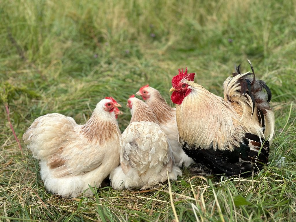 Jonge tamme Cochin kriel Zalm kleur gesekst en ingeënt, Femelle, Poule ou poulet