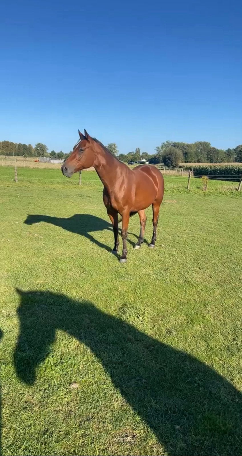 Draversruin, 11 ans ou plus, Débourré, 160 à 165 cm, Cheval de récréation