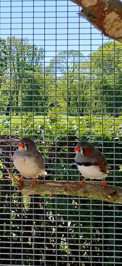 Koppeltje zebravinken en 2 jongen, Dieren en Toebehoren