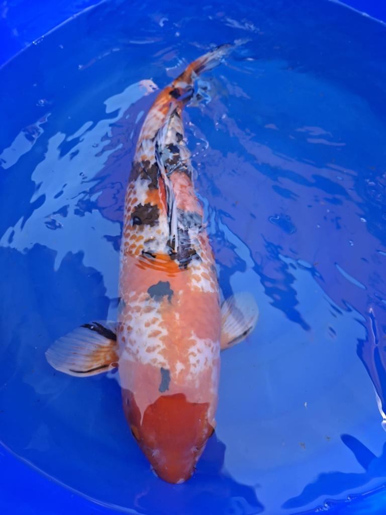 Japanse koi