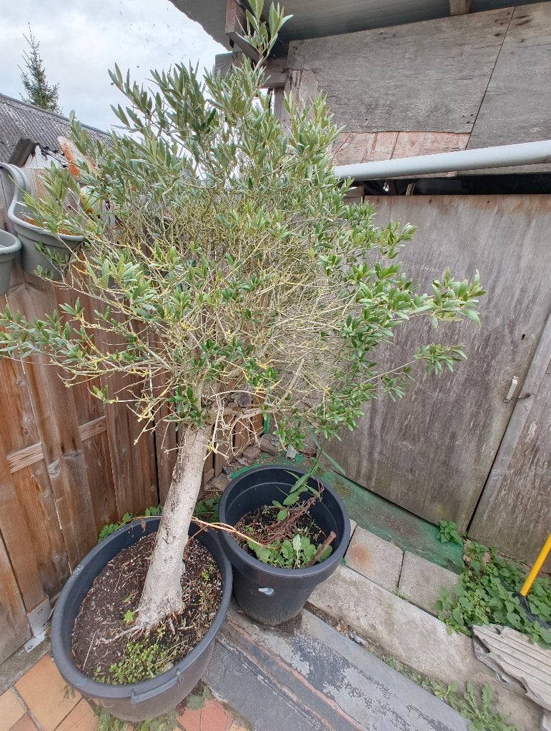 Prachtige Olijfboom Olea europaea – Stam 44cm / Hoogte 210cm, Tuin en Terras, Ophalen, In pot, Olijfboom, 100 tot 250 cm