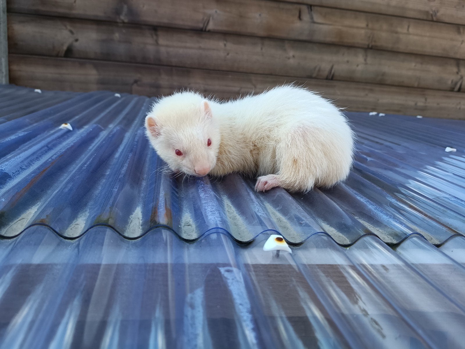 fretje jongen, Dieren en Toebehoren, Augustus, Fret, Mannelijk, Tam