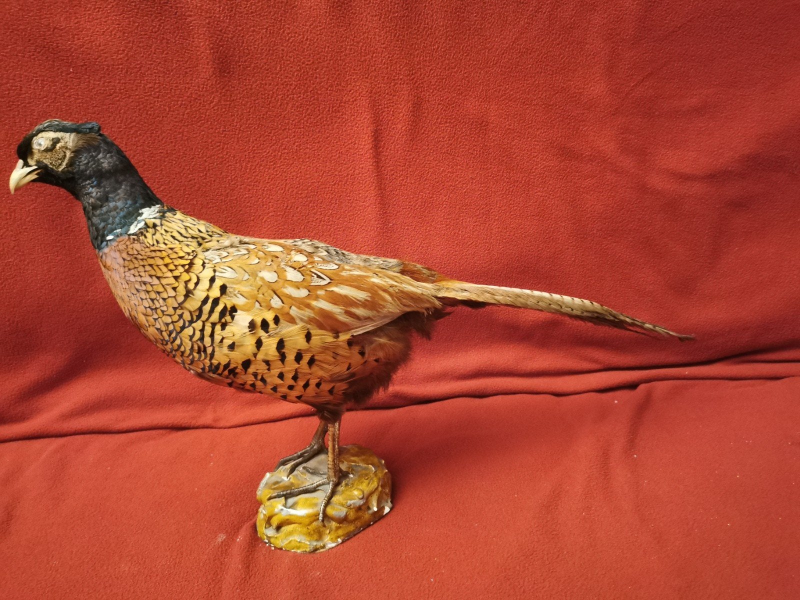 Opgezette fazant, Ophalen of Verzenden