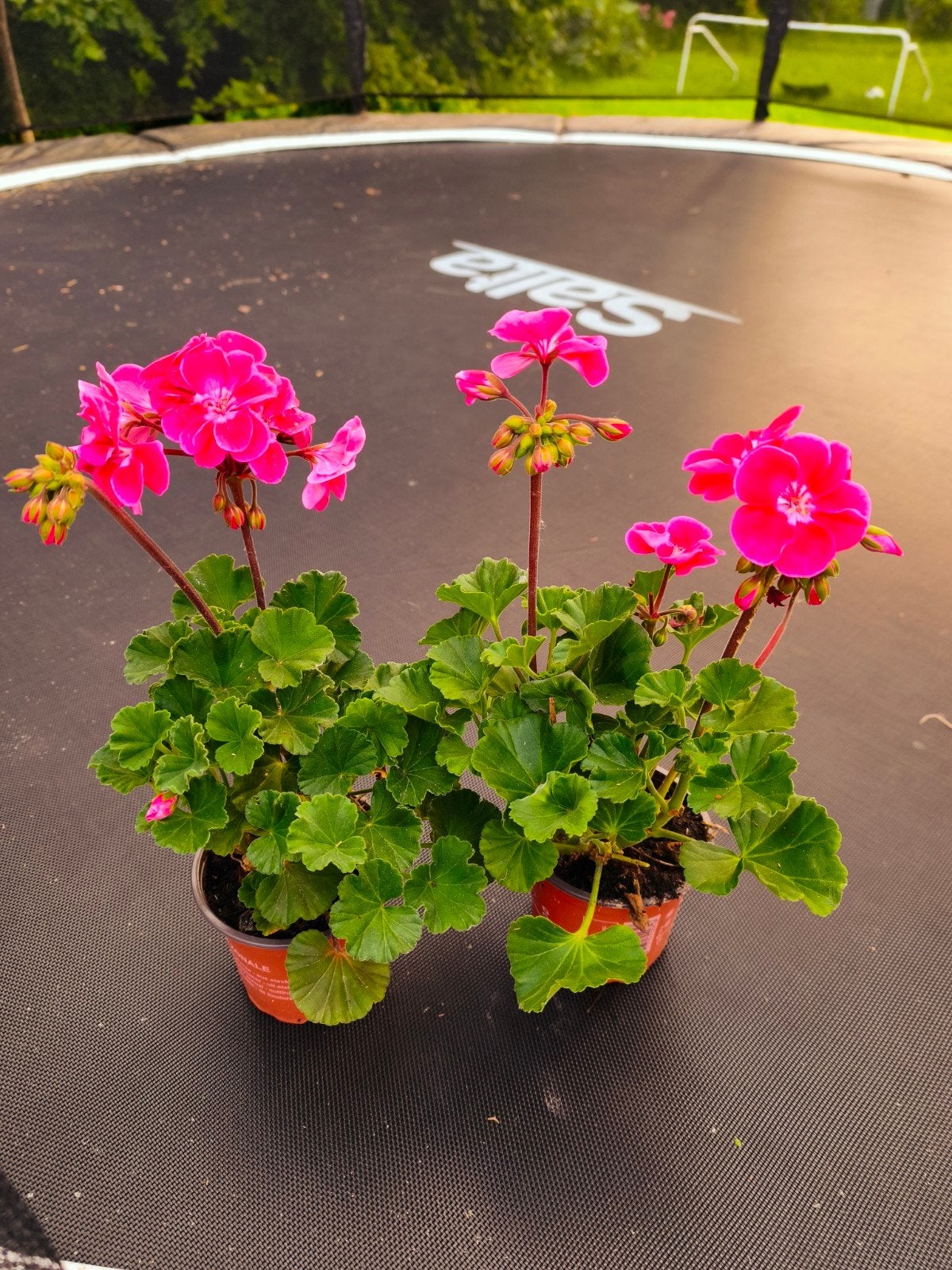 Geraniums: Pelargonium Zonale --> 30 stuks, Tuin en Terras, Planten | Tuinplanten, Ophalen