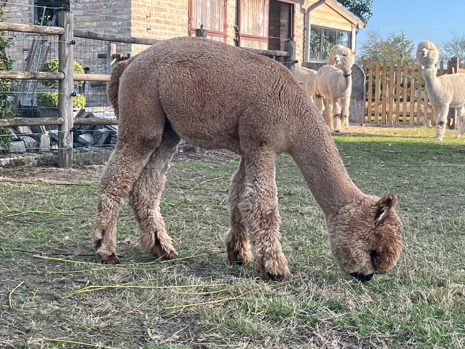 Alpaca merrie, Dieren en Toebehoren, Augustus, Vrouwelijk