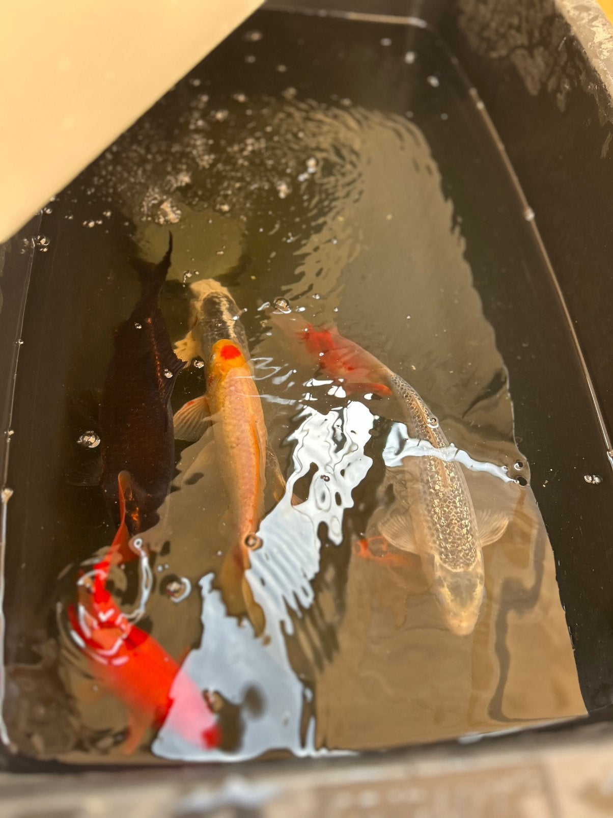 Koi vissen, Dieren en Toebehoren, Vissen | Vijvervissen