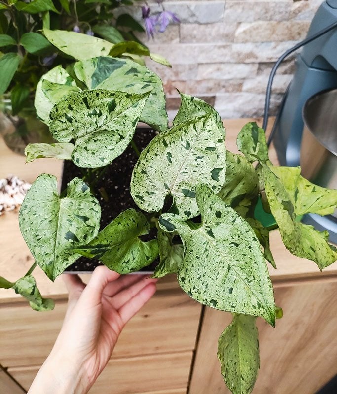 syngonium gray ghost kamerplant, Plante potagère, En pot, Moins de 100 cm, Enlèvement