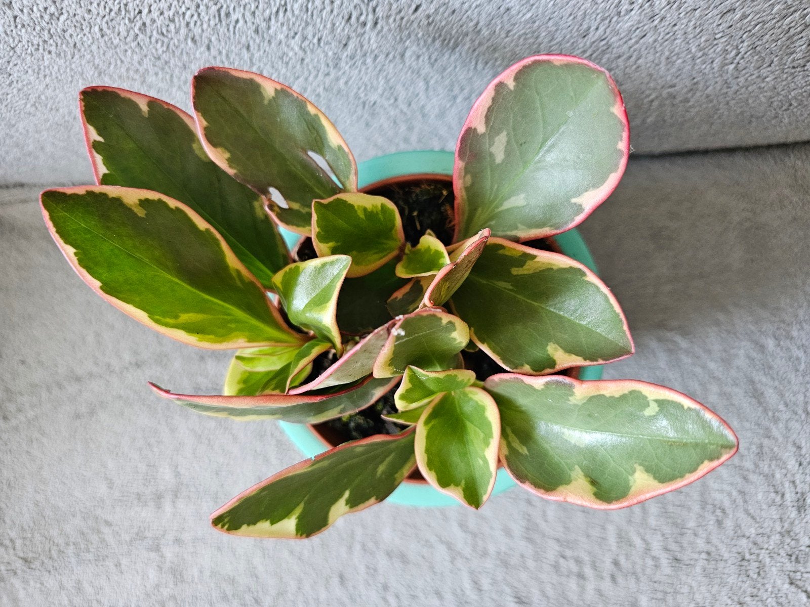 Peperomia panaché tricolore (sans le cache pot), Maison & Meubles, Enlèvement