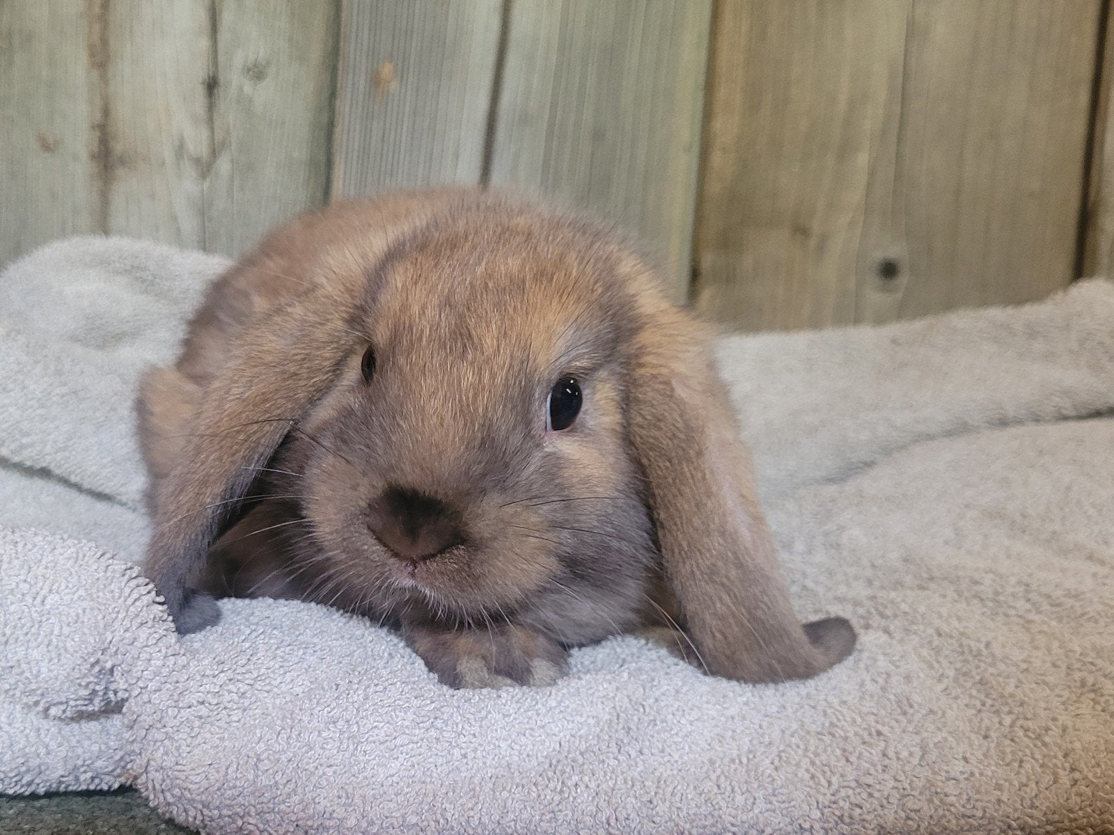 Super tamme Nederlandse hangoor dwergjes, Dieren en Toebehoren, Konijnen