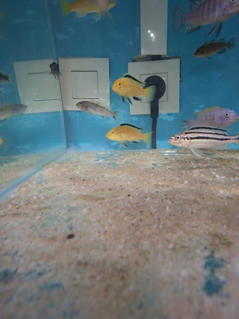 Cichlides malawi labidochromis caeruleus, Animaux & Accessoires, Poissons | Poissons d'aquarium