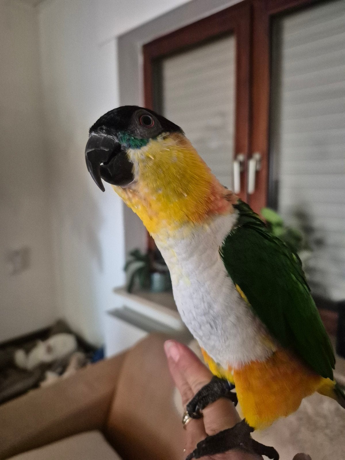 Super tamme zwartkop caique, Dieren en Toebehoren, Geslacht onbekend, Papegaai, Tam