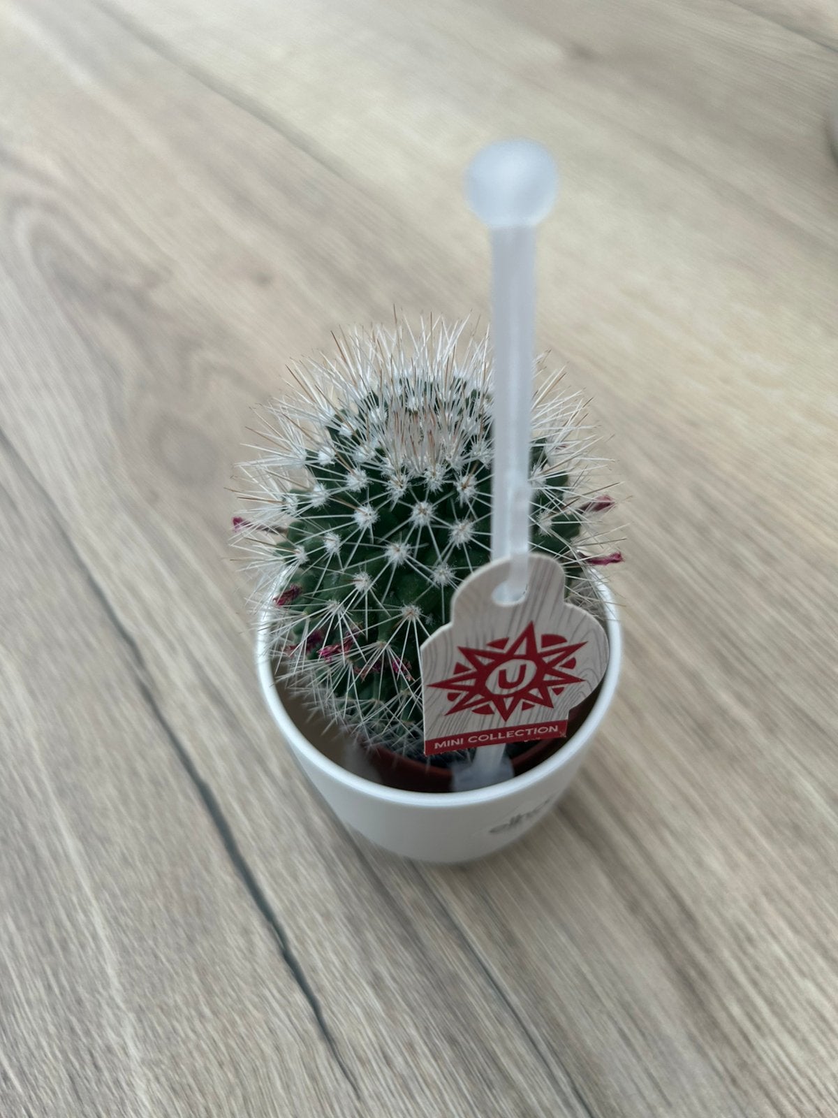 Leuke cactus + potje, Ophalen, Minder dan 100 cm, Bloeiende kamerplant, In pot