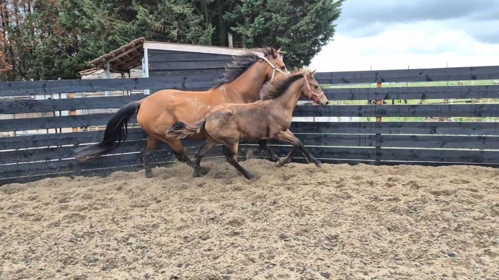 Meerdere paarden/pony's, Jument, Z