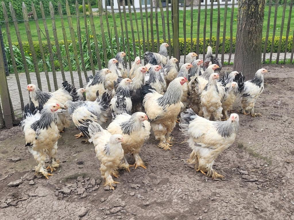coqs Brahma, Mâle, Poule ou poulet