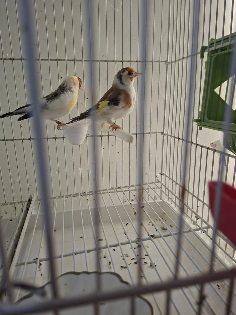 Alles wordt tegen een uniforme prijs verkocht., Dieren en Toebehoren, Vogels | Kanaries