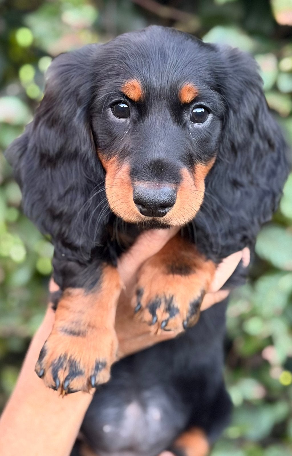 Langhaar standaard teckelpup teefje, Animaux & Accessoires, Standard, Maladie de Carré (chiens), Chienne, Belgique