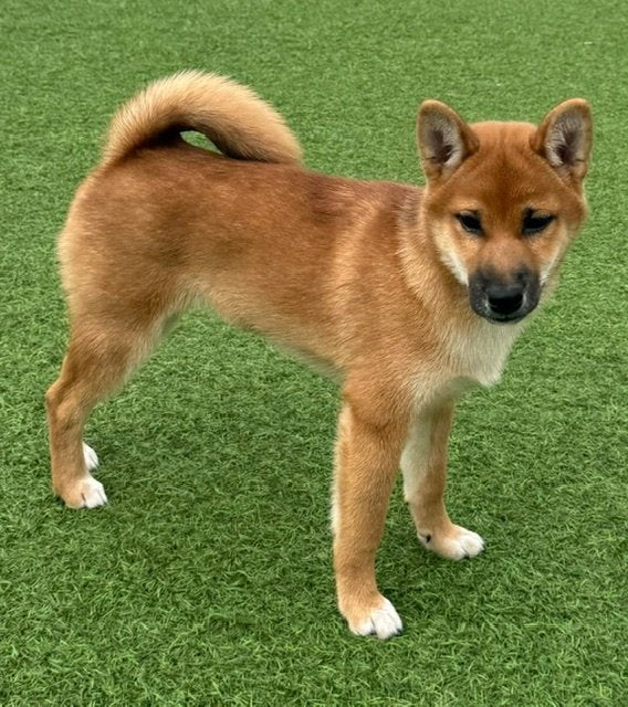 Shiba Inu teefje met stamboom ., Maladie de Carré (chiens), Belgique, 8 à 15 semaines, Éleveur | Loisir