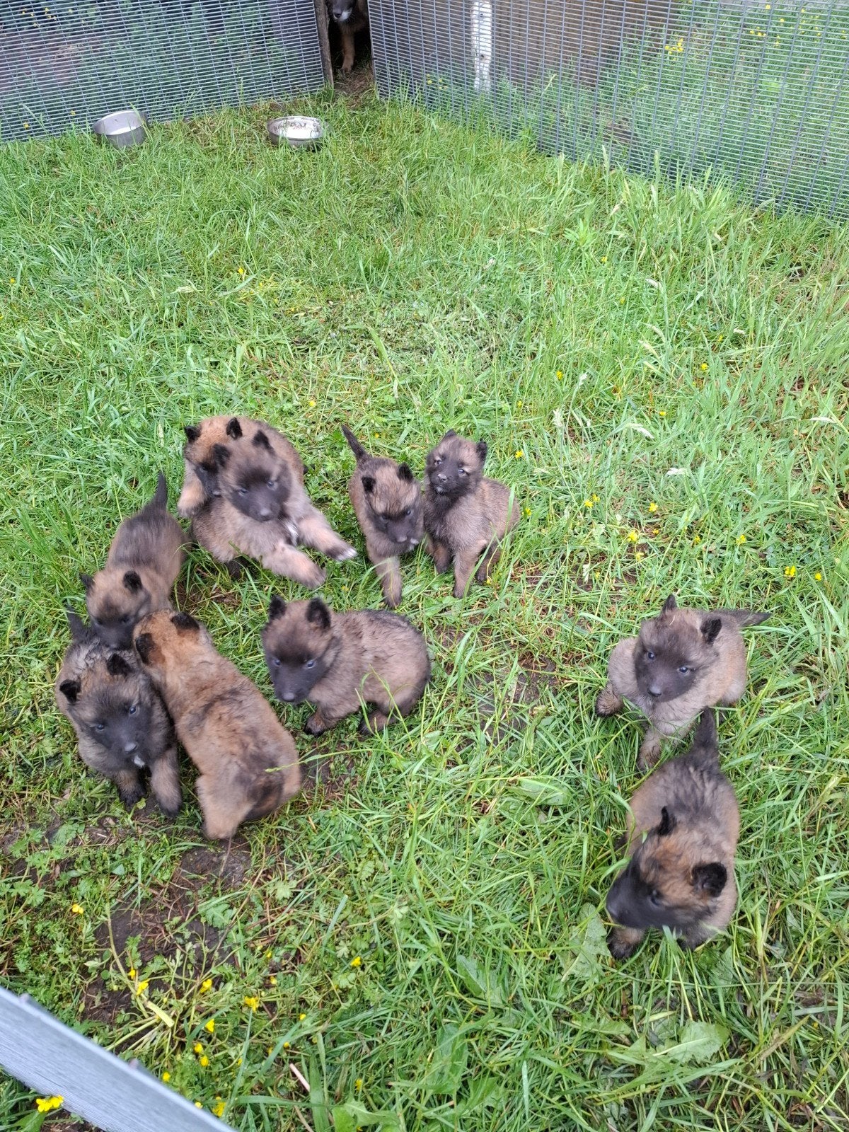 Chiots bergers de Tervuren, Animaux & Accessoires, Chiens | Bergers & Bouviers, 8 à 15 semaines, Plusieurs, Éleveur | Loisir, Belgique