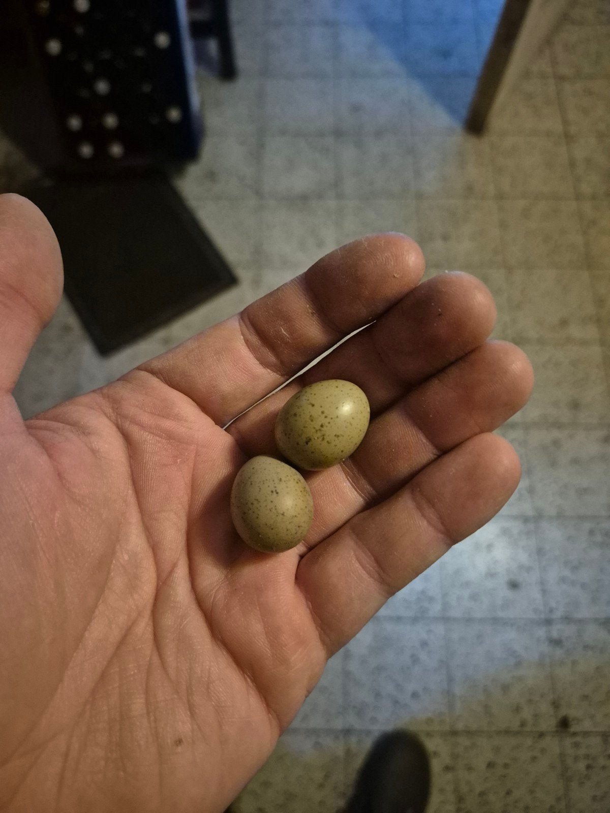 Broedeieren chinese kwartel, Ophalen
