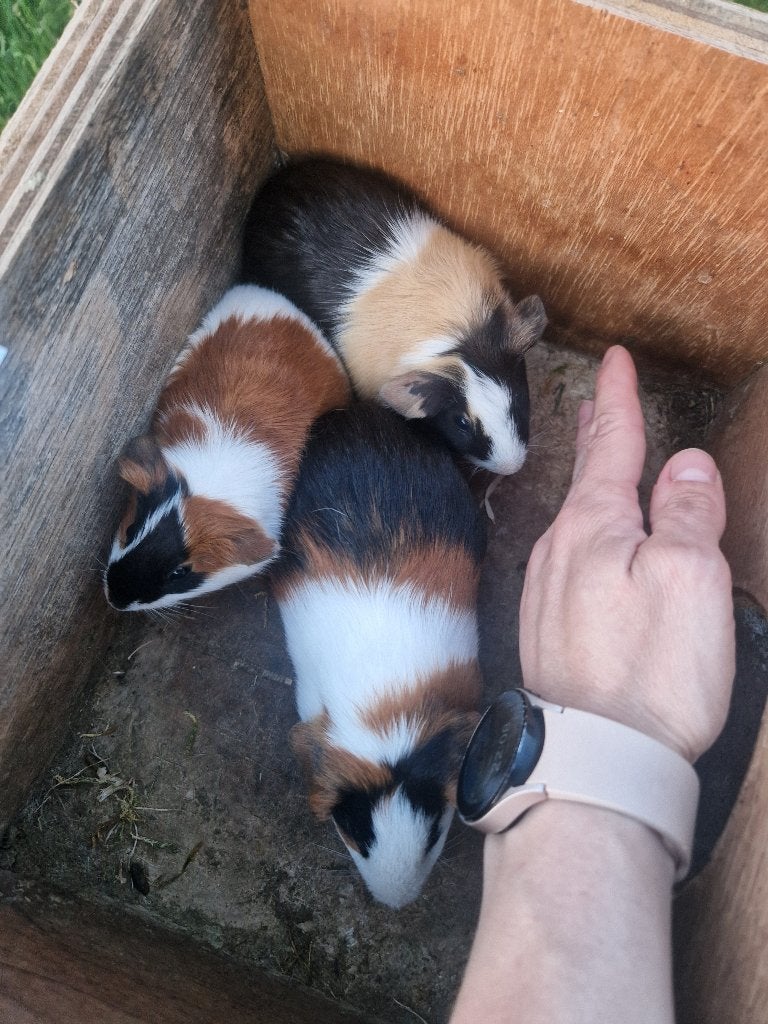 Cavia, Mai, Mâle, Cobaye