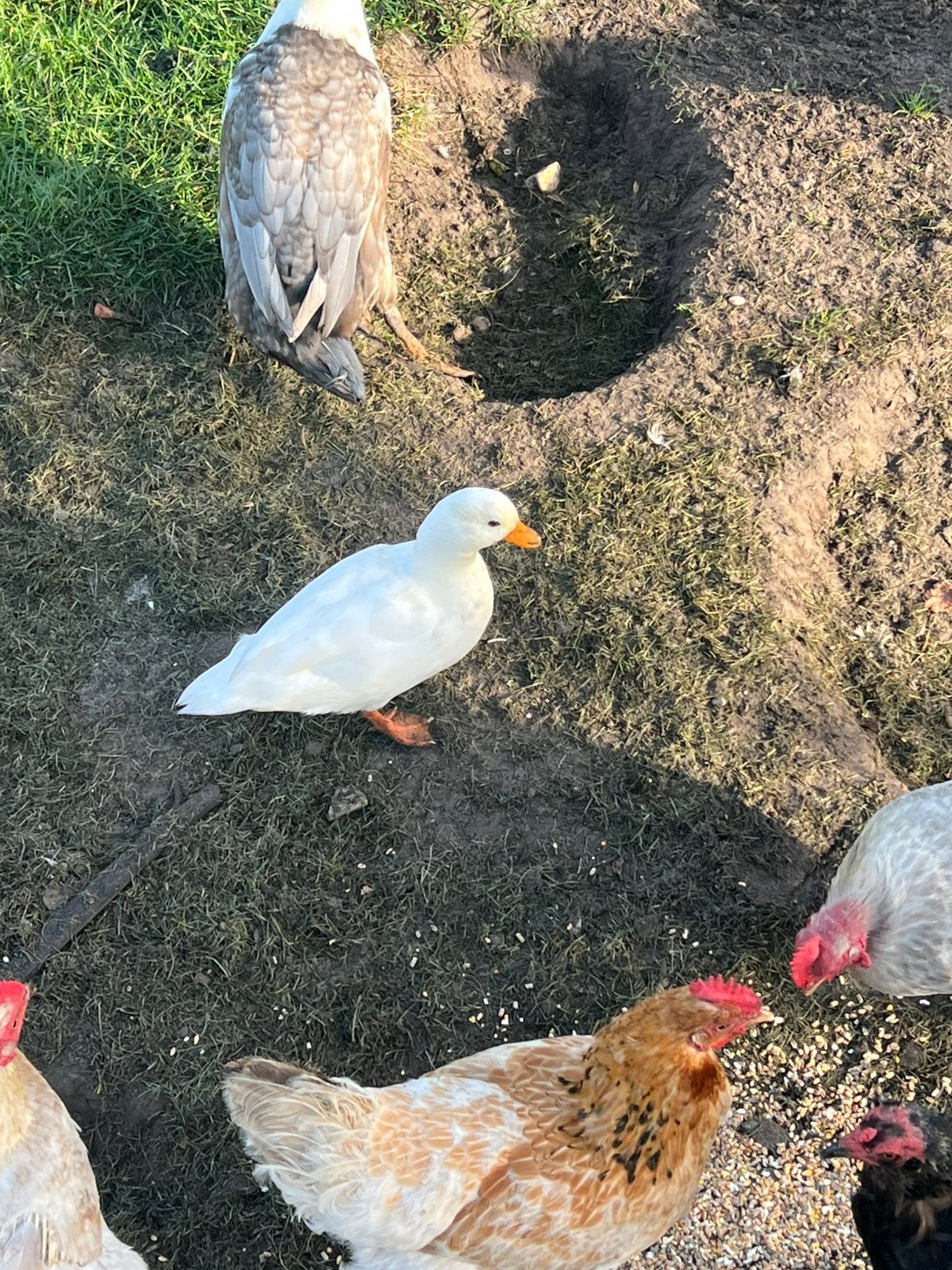 Hollandse kwaker vrouw, Dieren en Toebehoren, Vrouwelijk, Eend