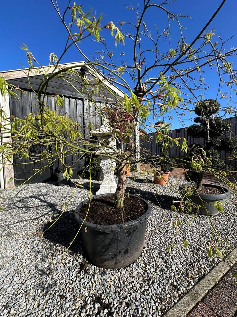 Japanse esdoorn (Acer palmatum), Enlèvement, En pot, Ombre partielle