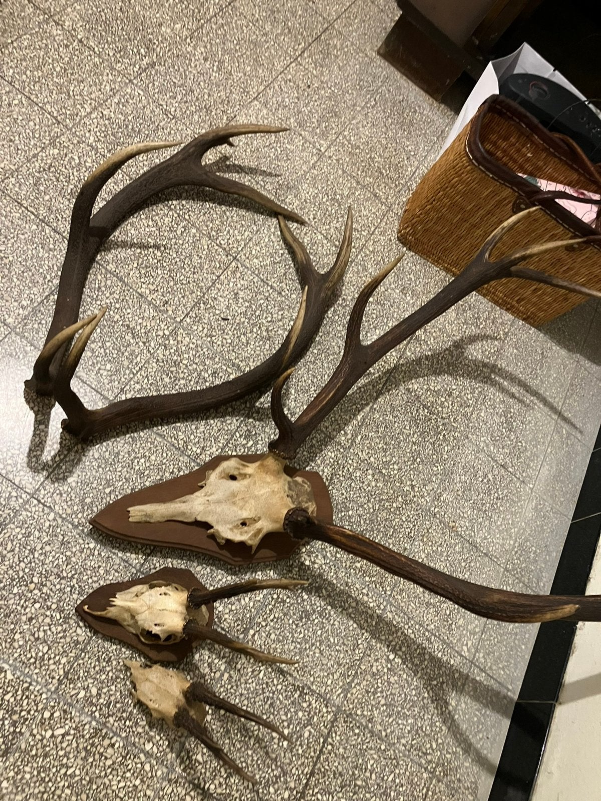 Bois de cerf, Enlèvement, Comme neuf, Cerf, Crâne