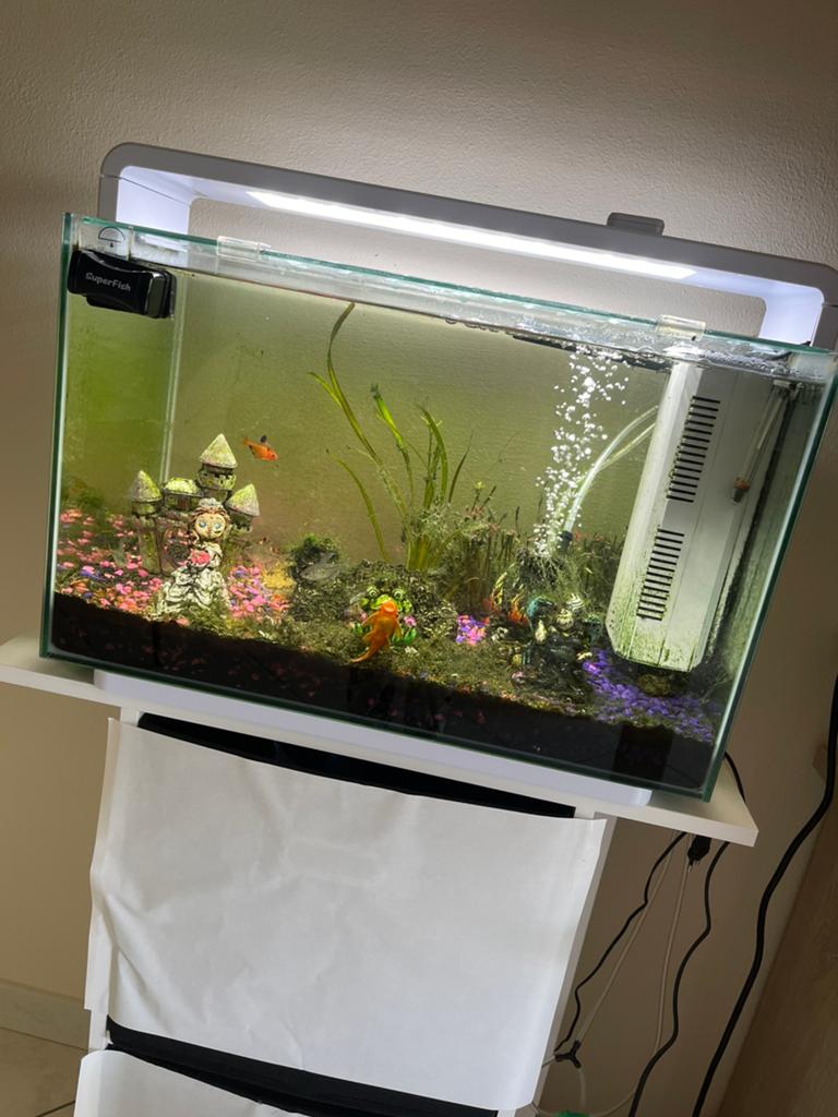 Vis aquarium, Ophalen, Gebruikt, Aquariummeubel, Inclusief vissen