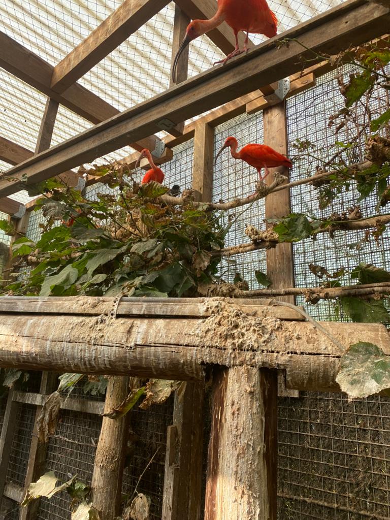 Rode ibis, Dieren en Toebehoren, Vogels | Overige Vogels