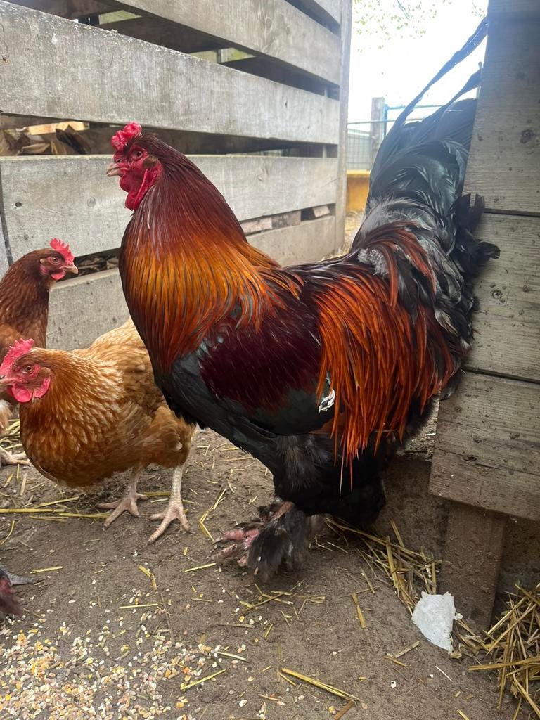 Brahma goudpatrijs haan, Dieren en Toebehoren, Mannelijk, Kip