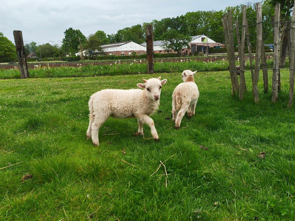 Ouessant witte ramlammeren, Mannelijk, Schaap, 0 tot 2 jaar