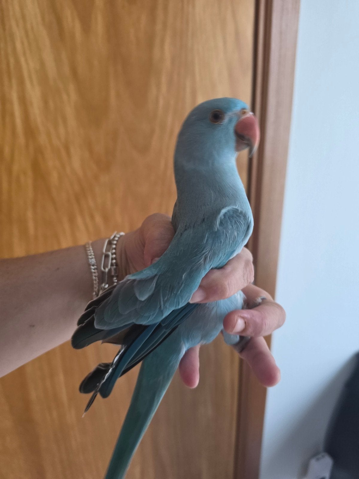 Perruche a collier  bleu, Perruche, Domestique