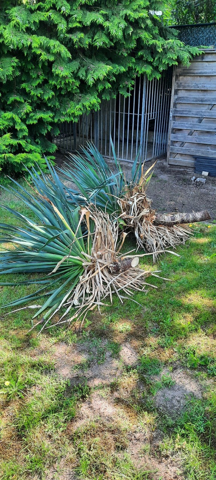 Yukka planten, Tuin en Terras, Ophalen