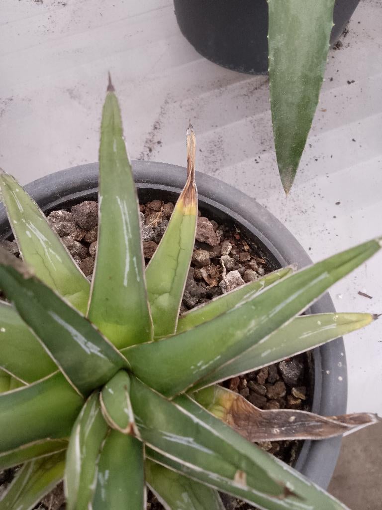 agave, Ophalen