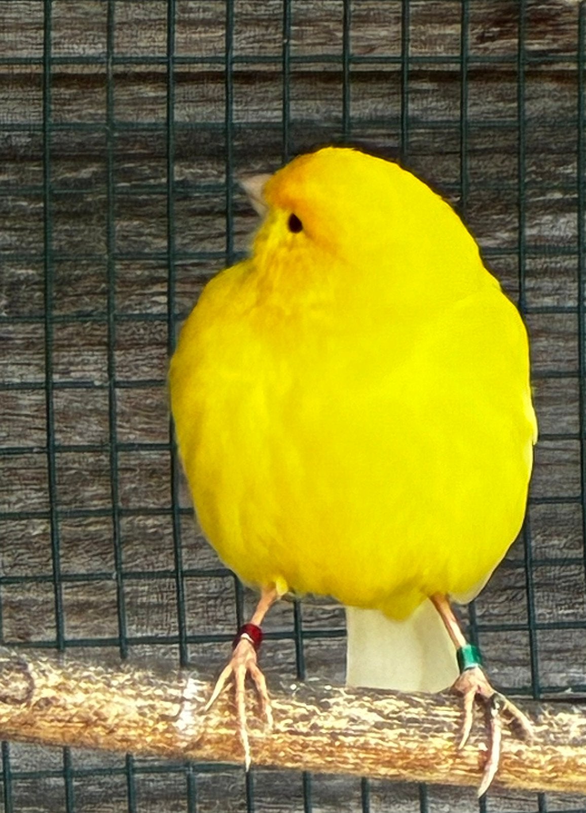 Canari, Animaux & Accessoires