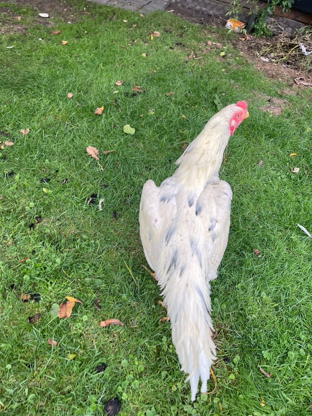 Shamo, Dieren en Toebehoren