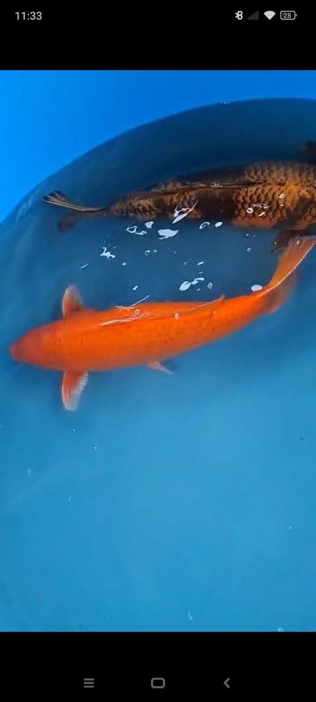 Japanse koi