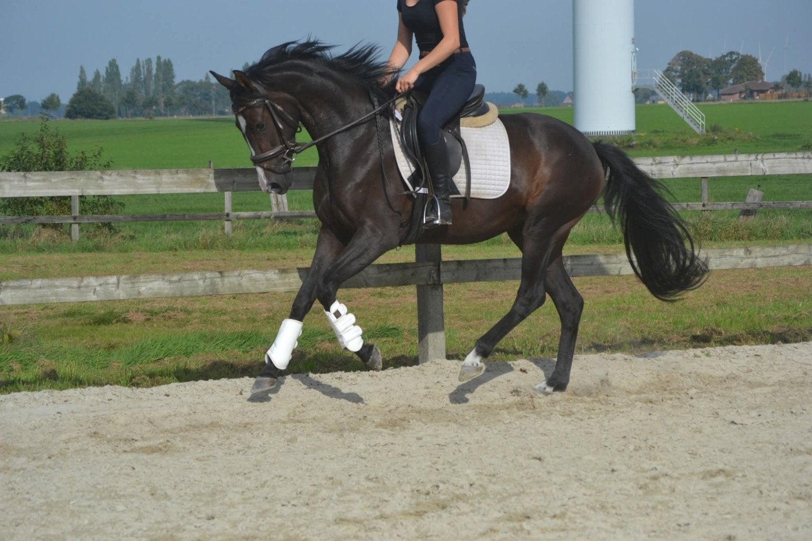 chique lieve merrie, Merrie, Zadelmak