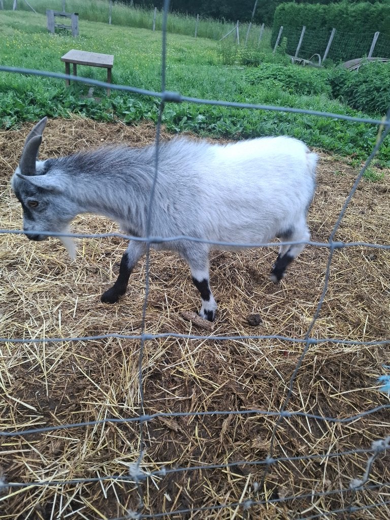 Dwerggeit, Mannelijk, Geit, 0 tot 2 jaar